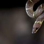Common wolf snake in Western Ghats, India