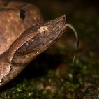 Hump-nosed pit viper in Western Ghats, India