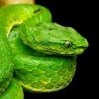 Large scaled pit viper in Western Ghats, India