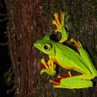 Malabar gliding frog in Western Ghats, India