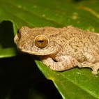 Raorchestes ponmudi frog in Western Ghats, India