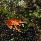 Raorchestes signatus in Western Ghats, India