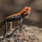 Roux's forest lizard in Western Ghats, India