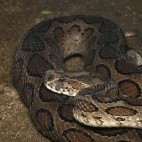 Russell's viper in Western Ghats, India