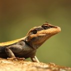 South Indian rock agama in Western Ghats, India