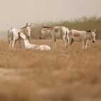 Asiatic wild ass in India
