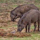 Wild boar in Southern India