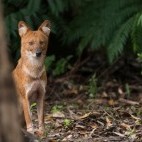 Indian wild dog in Kerala, India