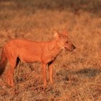 Asian wild dog in Nagarhole, India.