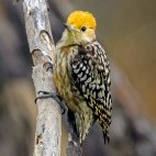 Yellow-crowned woodpecker in Sultanpur Bird Sanctuary, India