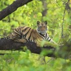 Tiger in Bandhavgarh National Park, India.