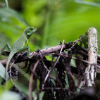 Green-crested lizard in Indonesia