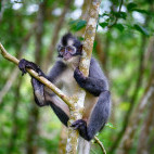 Thomas's leaf monkey in Indonesia