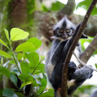 Thomas's leaf monkey in Indonesia