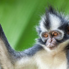 Thomas's leaf monkey in Gunung Leuser National Park, Indonesia