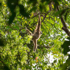 Lar gibbon in Gunung Leuser National Park, Indonesia