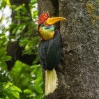 Knobbed hornbill in Indonesia.