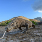 Komodo dragon in Indonesia.