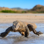 Komodo dragon in Indonesia.