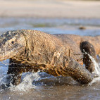 Komodo dragon in Indonesia.