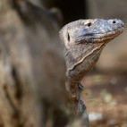 Komodo dragon in Indonesia.