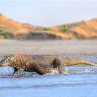 Komodo dragon in Indonesia.