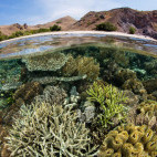 Coral reef in Komodo National Park, Indonesia