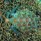 Green sea turtle in Indonesia