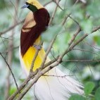 Lesser bird of paradise in Raja Ampat, Indonesia