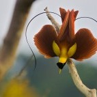 Magnificent bird of paradise in Raja Ampat, Indonesia
