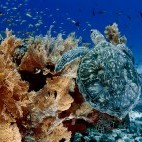 Turtle in Raja Ampat, Indonesia
