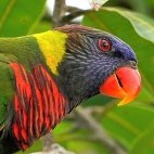 Coconut lorikeet in Raja Ampat, Indonesia