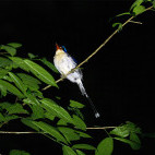 Common paradise kingfisher in Raja Ampat, Indonesia.