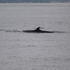Minke whale in Raja Ampat, Indonesia.