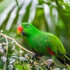 Eclectus parrot in Raja Ampat, Indonesia