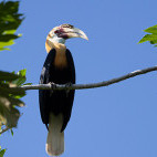 Papuan hornbill in Raja Ampat, Indonesia.