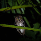 Rajah scop's owl in Raja Ampat, Indonesia.