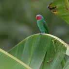 Red-cheeked parrot in Raja Ampat, Indonesia