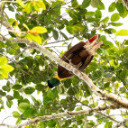Red bird of paradise in Raja Ampat, Indonesia.