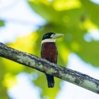 Rufous-bellied kookaburra in Raja Ampat, Indonesia