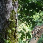 Spotted cuscus in Raja Ampat, Indonesia.