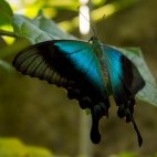Ulyses butterfly in Raja Ampat, Indonesia