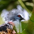 Western crowned pigeon in Raja Ampat, Indonesia