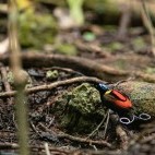 Wilson's bird of paradise in Raja Ampat, Indonesia