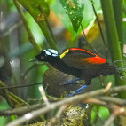 Wilson's bird of paradise in Raja Ampat, Indonesia.