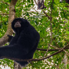 Siamang gibbon in Indonesia