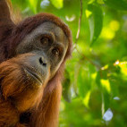 Sumatran orangutan in Indonesia