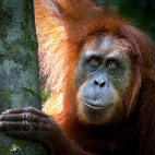 Sumatran orangutan in Indonesia