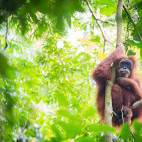 Sumatran orangutan in Indonesia