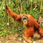 Sumatran orangutan in Indonesia